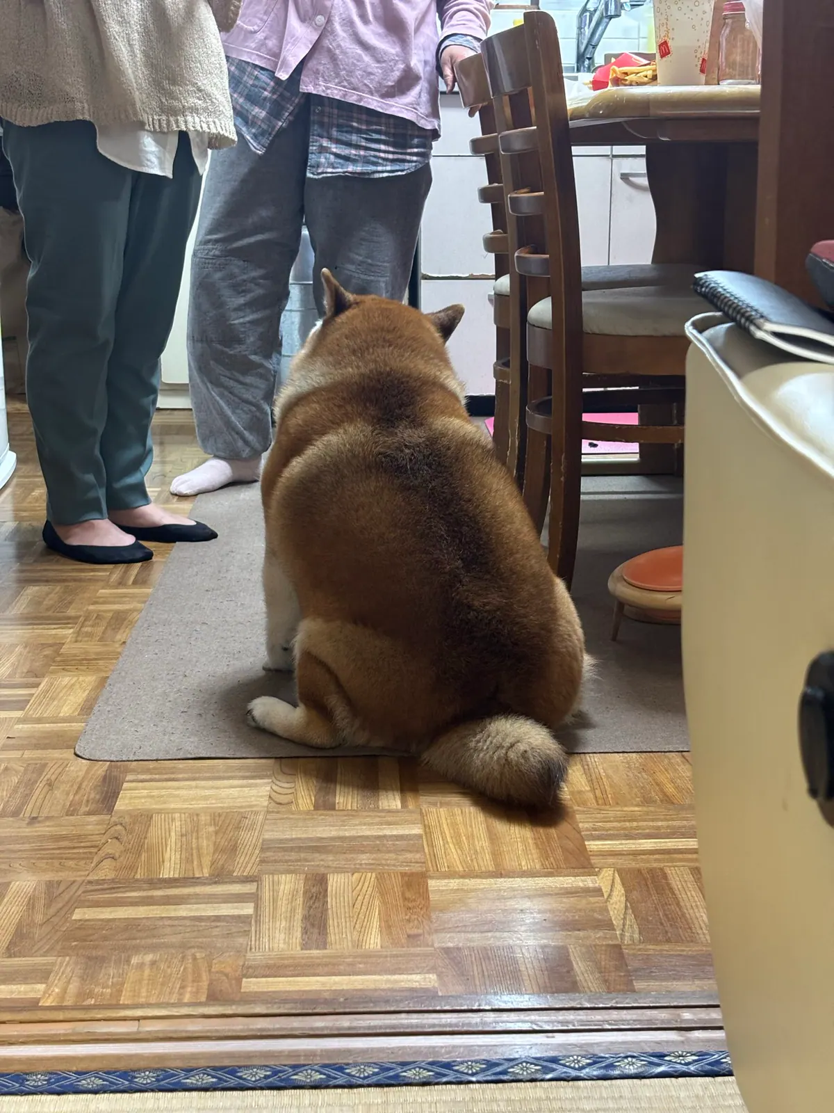 Manten the chubby Shiba Inu. Vertical photo, number 4 of 94, from the @mantikotiko archive.