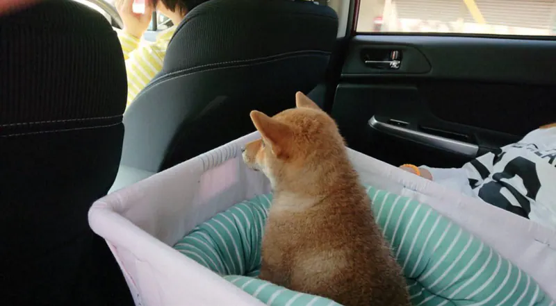 Manten the chubby Shiba Inu. Wide photo, number 8 of 94, from the @mantikotiko archive.