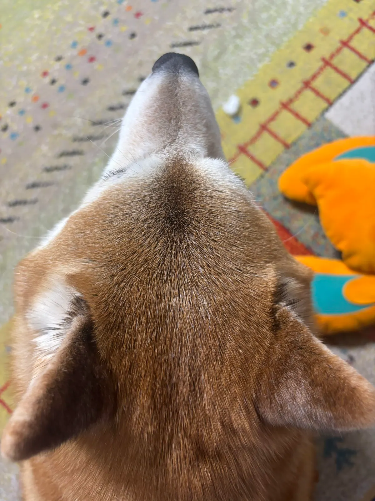 Manten the chubby Shiba Inu. Vertical photo, number 12 of 94, from the @mantikotiko archive.