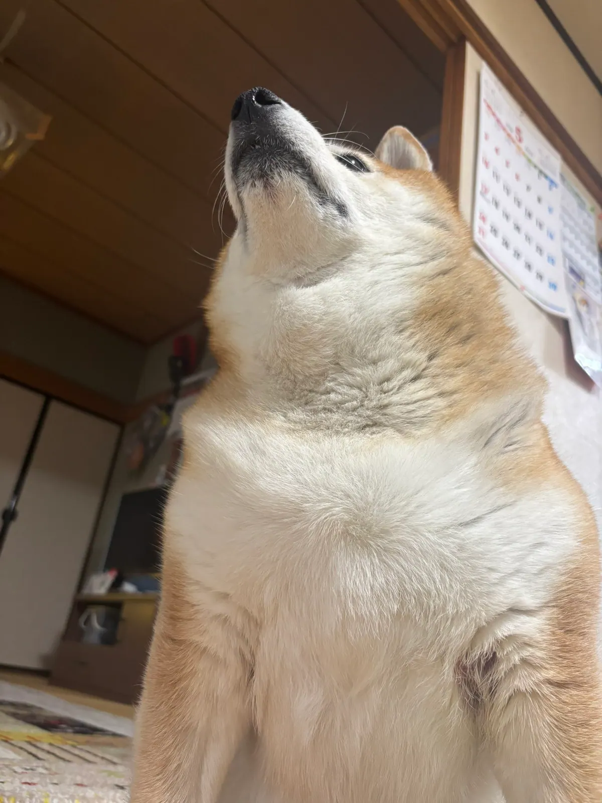 Manten the chubby Shiba Inu. Vertical photo, number 13 of 94, from the @mantikotiko archive.