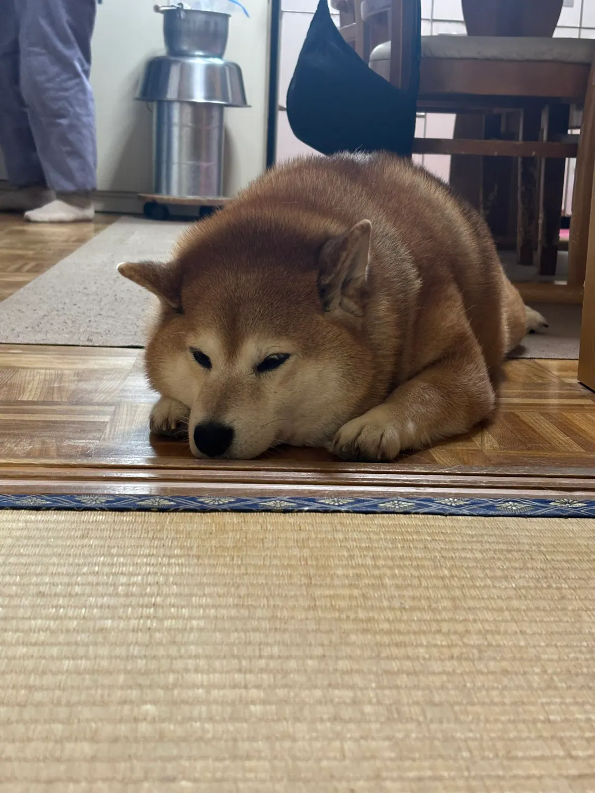Manten the chubby Shiba Inu. Vertical photo, number 14 of 94, from the @mantikotiko archive.