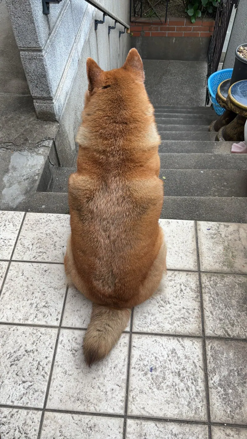 Manten the chubby Shiba Inu. Vertical photo, number 16 of 94, from the @mantikotiko archive.
