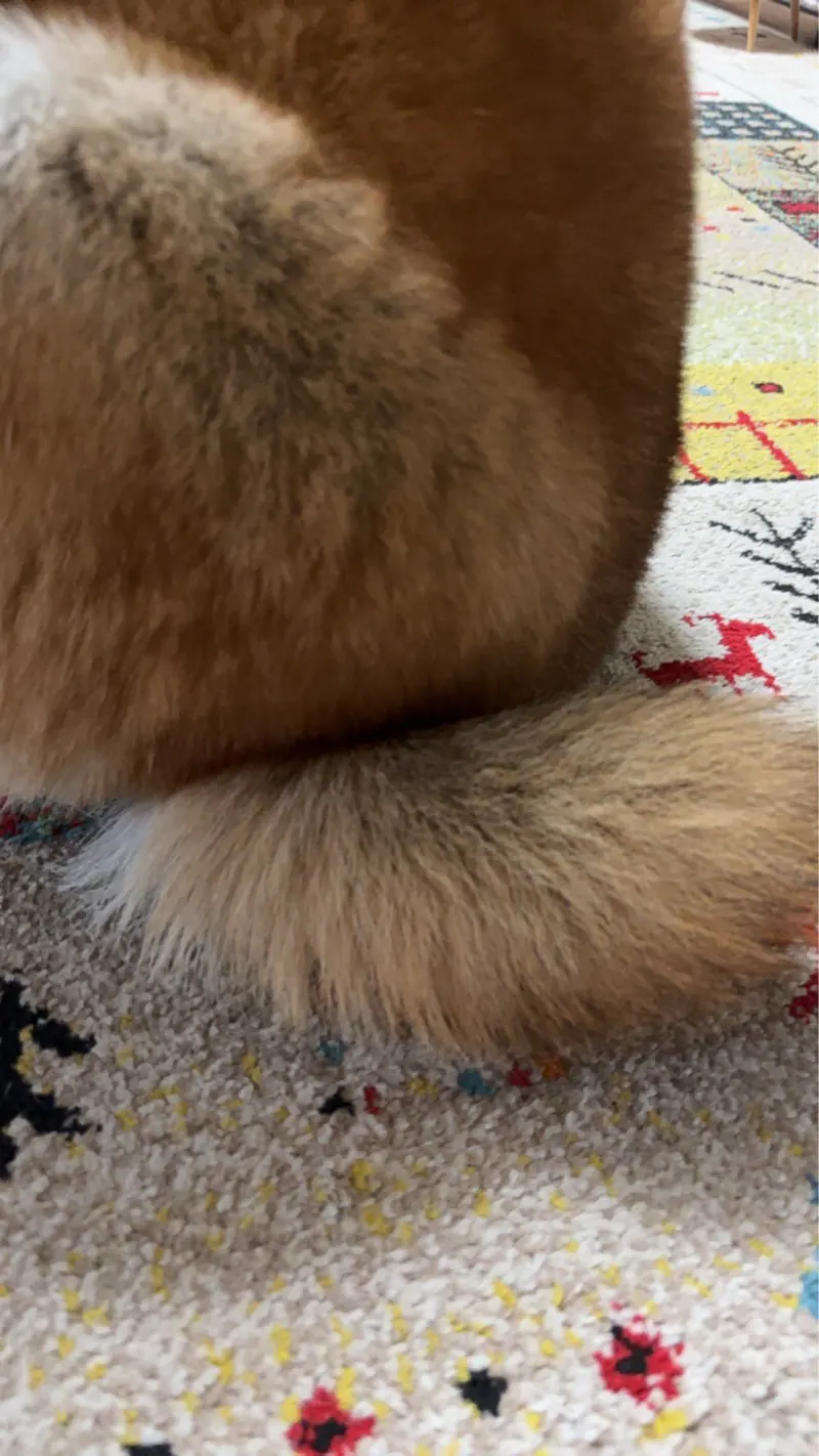 Manten the chubby Shiba Inu. Vertical photo, number 17 of 94, from the @mantikotiko archive.