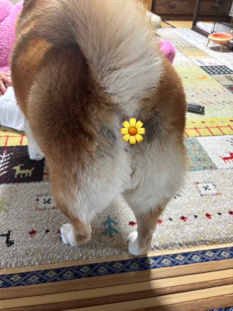 Manten the chubby Shiba Inu. Vertical photo, number 18 of 94, from the @mantikotiko archive.