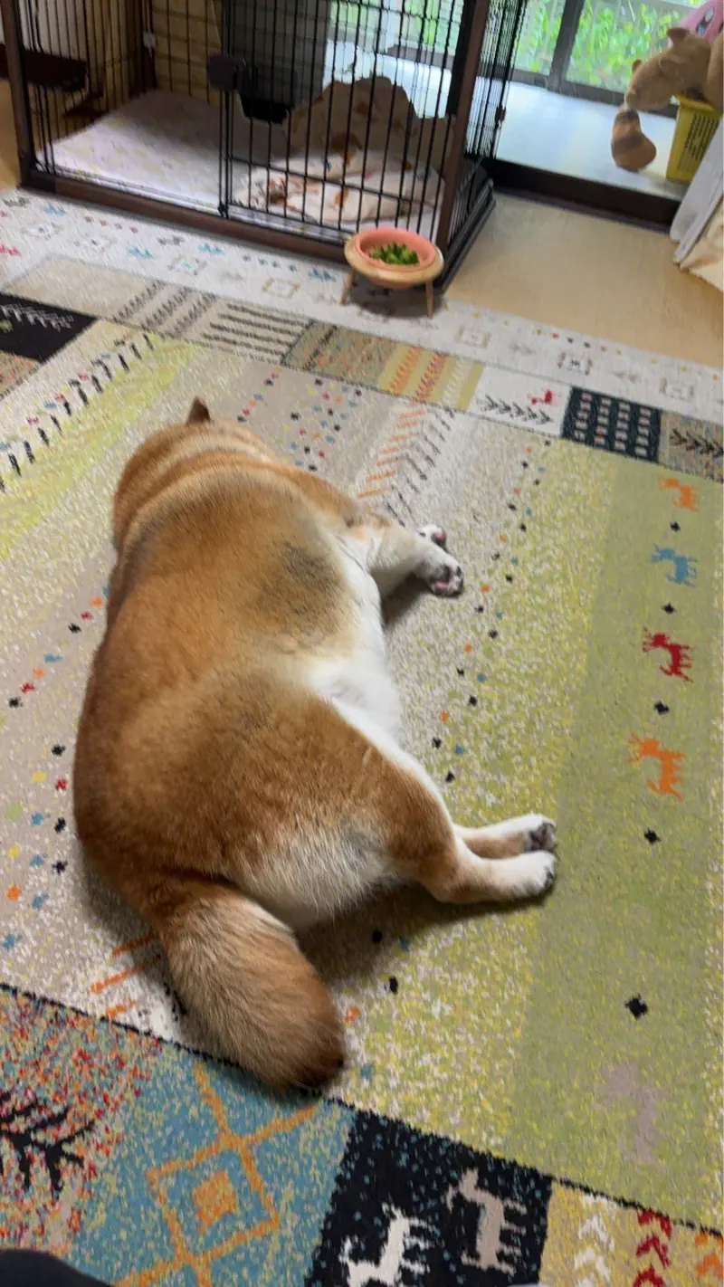 Manten the chubby Shiba Inu. Vertical photo, number 20 of 94, from the @mantikotiko archive.