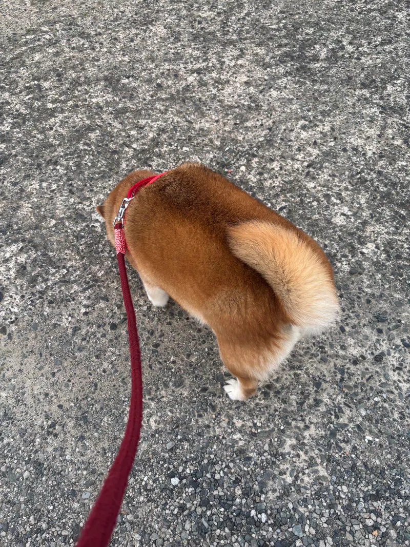 Manten the chubby Shiba Inu. Vertical photo, number 22 of 94, from the @mantikotiko archive.