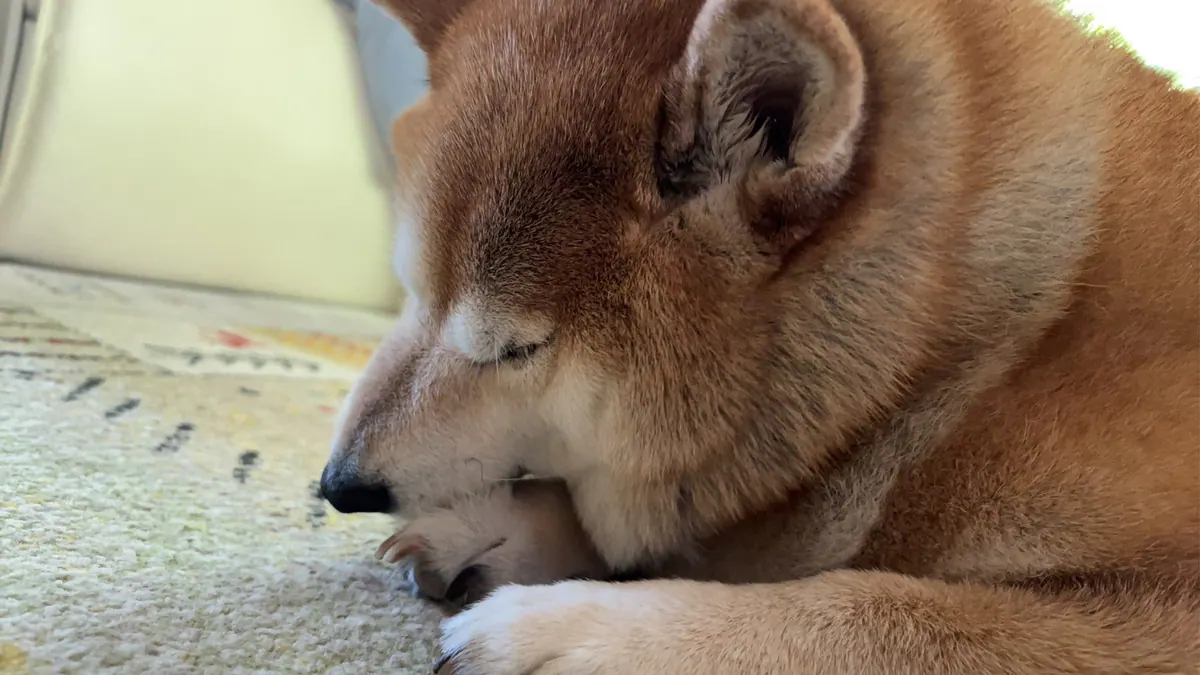 Manten the chubby Shiba Inu. Wide photo, number 28 of 94, from the @mantikotiko archive.