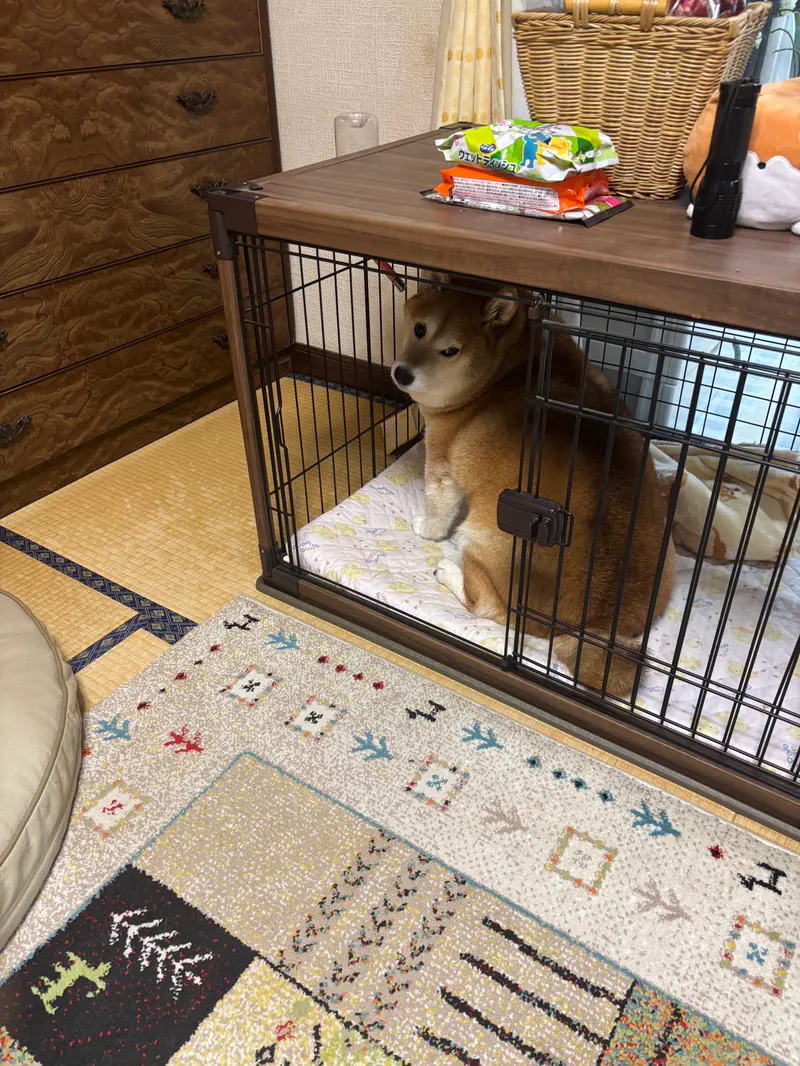 Manten the chubby Shiba Inu. Vertical photo, number 30 of 94, from the @mantikotiko archive.