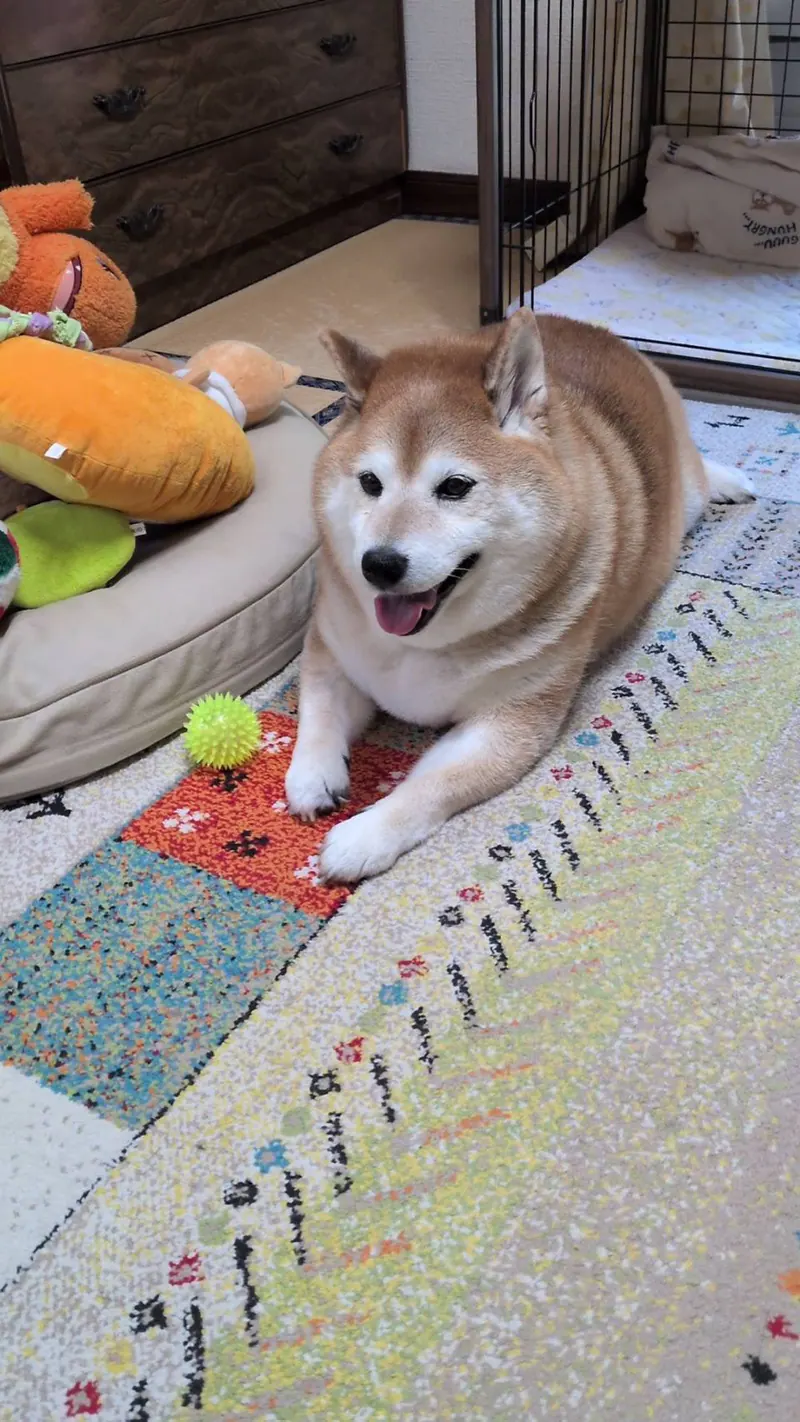 Manten the chubby Shiba Inu. Vertical photo, number 31 of 94, from the @mantikotiko archive.