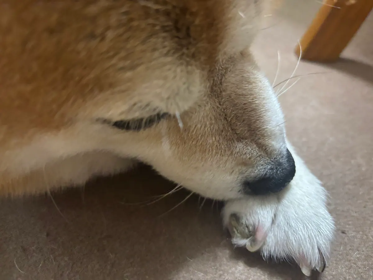 Manten the chubby Shiba Inu. Wide photo, number 33 of 94, from the @mantikotiko archive.