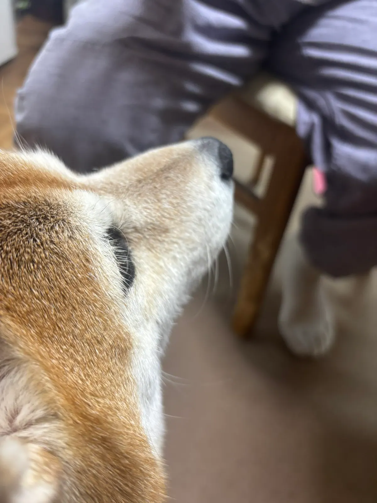 Manten the chubby Shiba Inu. Vertical photo, number 39 of 94, from the @mantikotiko archive.