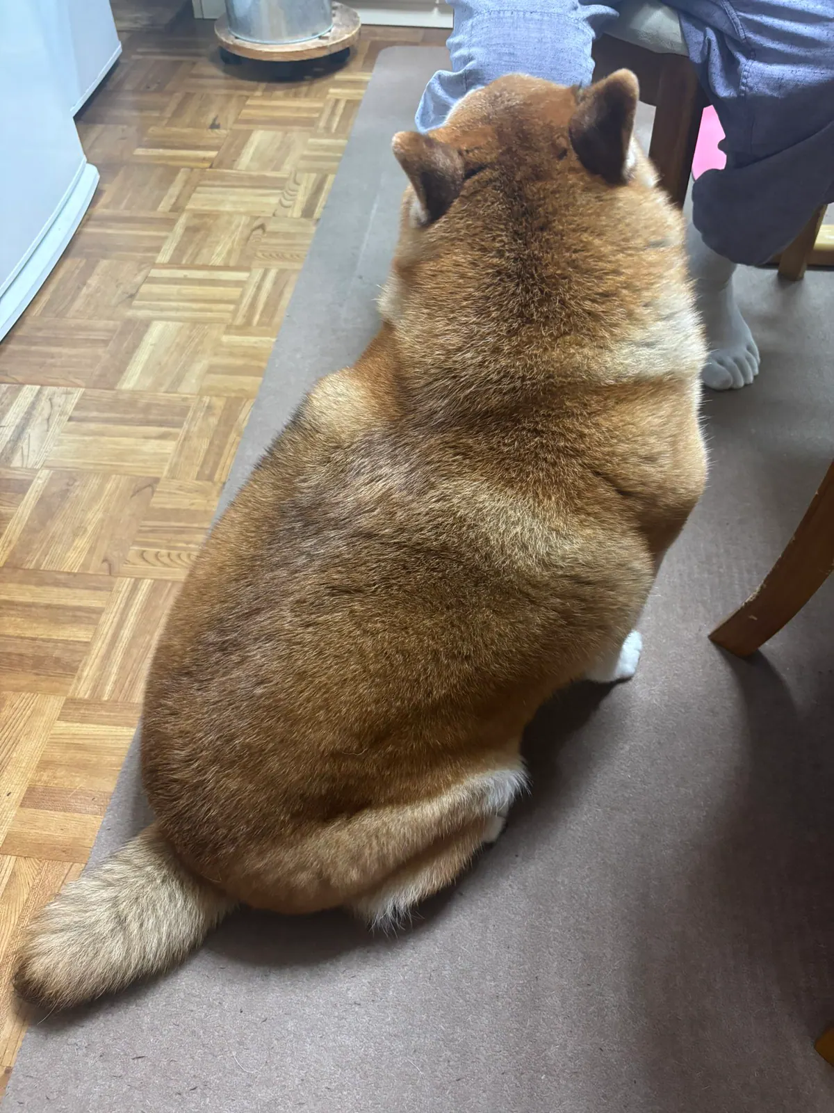 Manten the chubby Shiba Inu. Vertical photo, number 40 of 94, from the @mantikotiko archive.