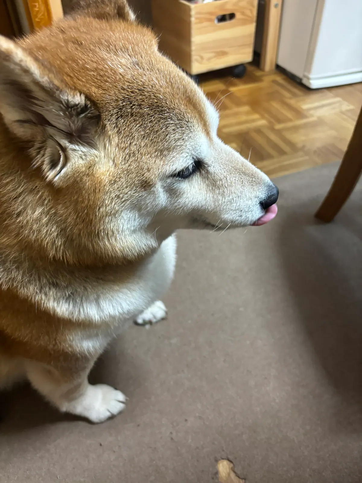 Manten the chubby Shiba Inu. Vertical photo, number 43 of 94, from the @mantikotiko archive.