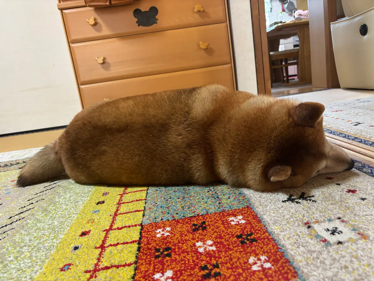 Manten the chubby Shiba Inu. Wide photo, number 46 of 94, from the @mantikotiko archive.