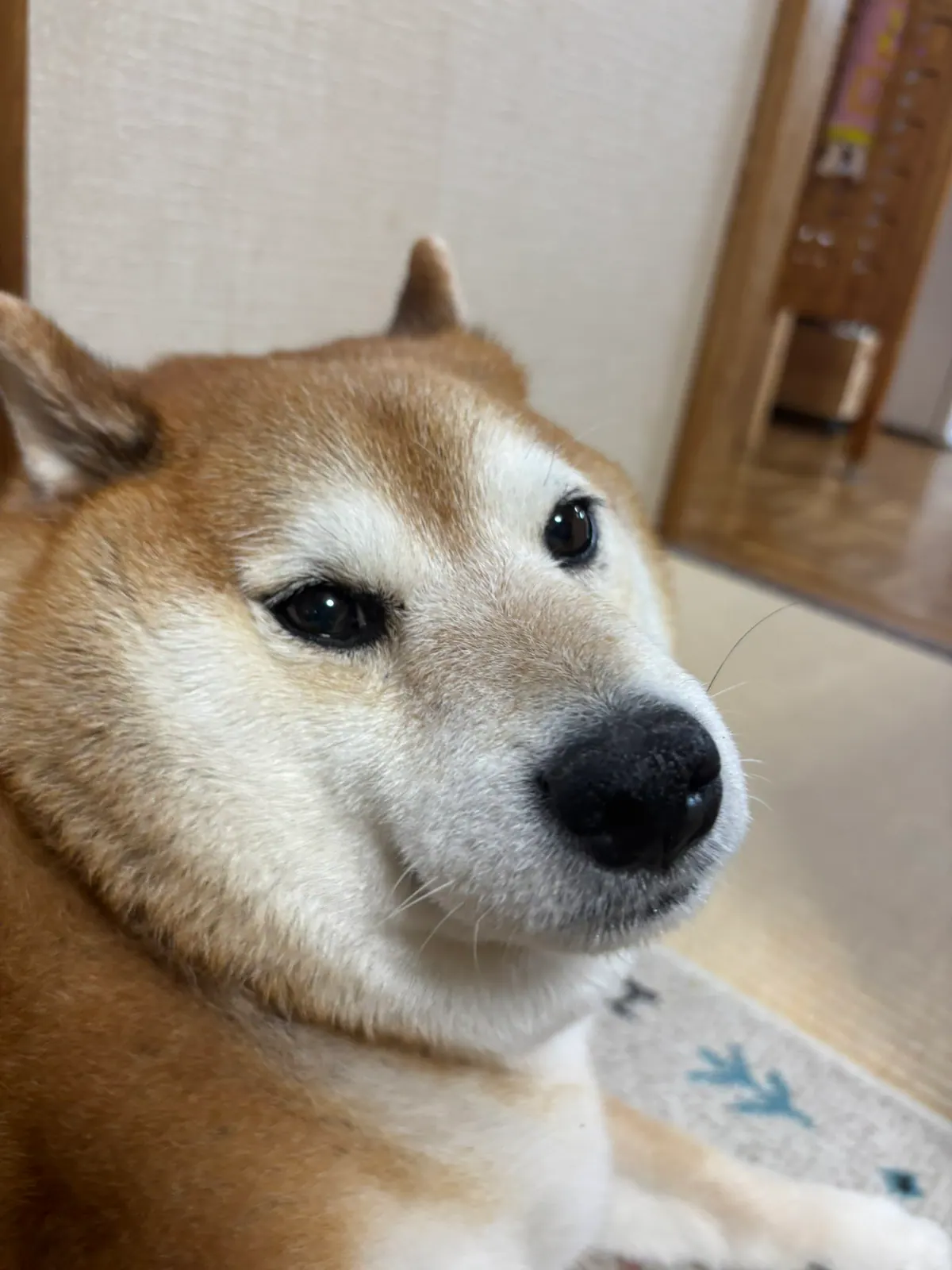 Manten the chubby Shiba Inu. Vertical photo, number 47 of 94, from the @mantikotiko archive.