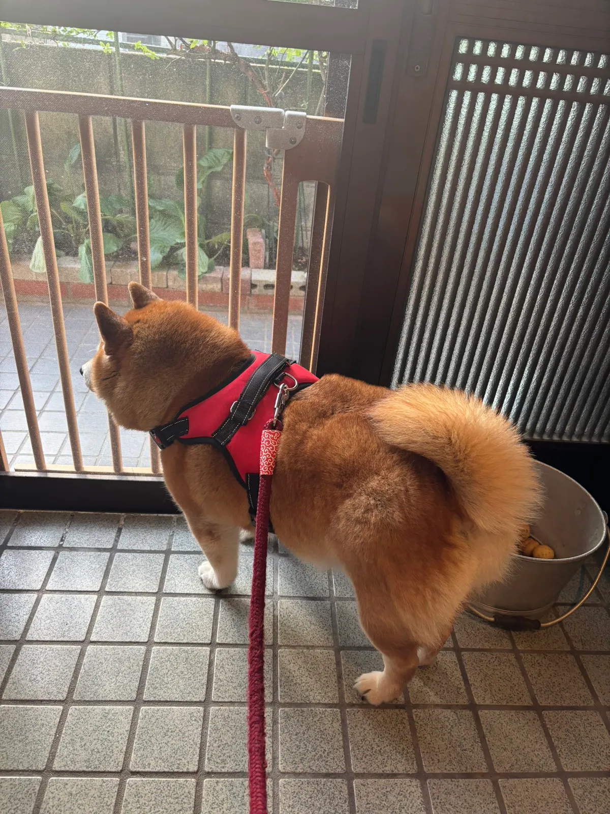 Manten the chubby Shiba Inu. Vertical photo, number 48 of 94, from the @mantikotiko archive.