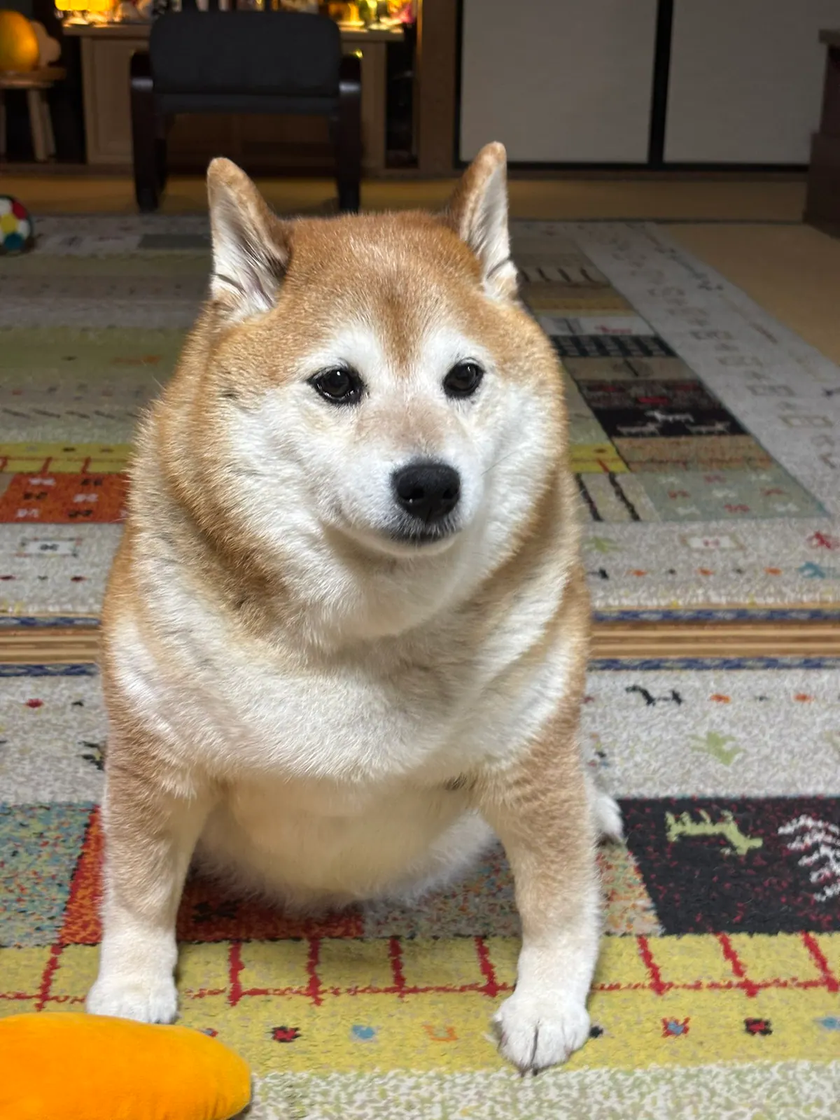 Manten the chubby Shiba Inu. Vertical photo, number 50 of 94, from the @mantikotiko archive.