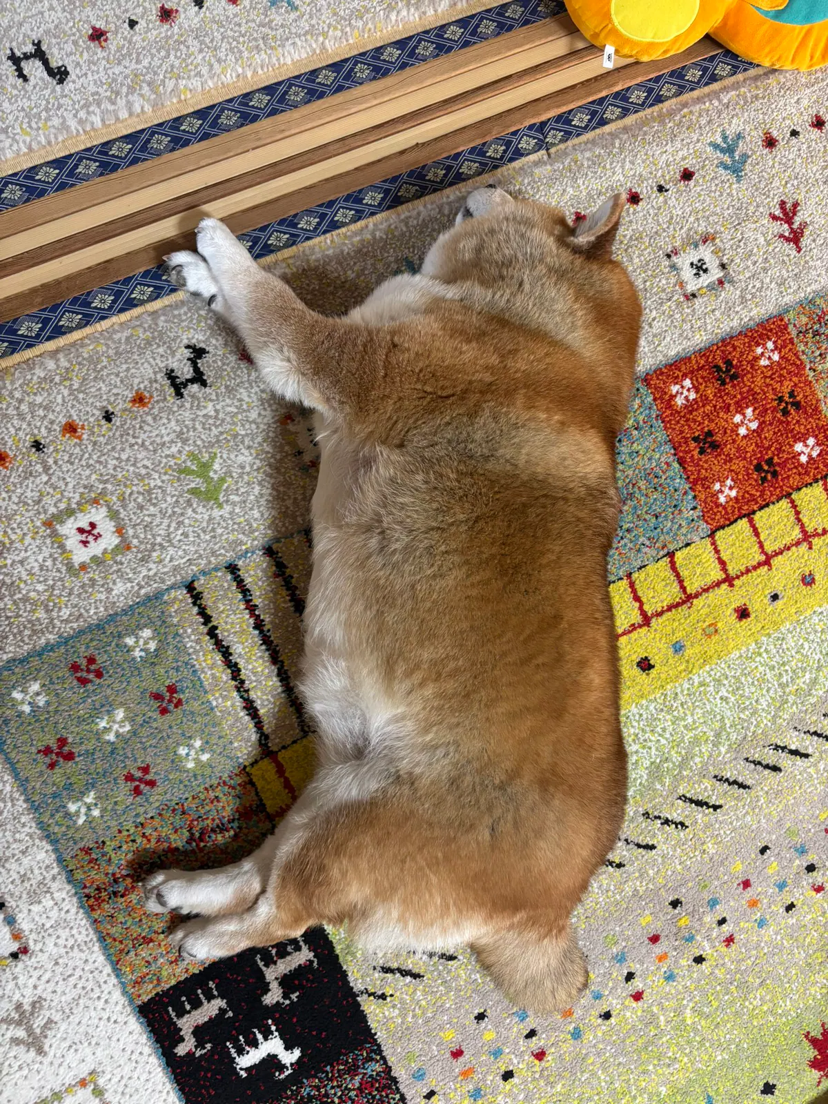 Manten the chubby Shiba Inu. Vertical photo, number 51 of 94, from the @mantikotiko archive.