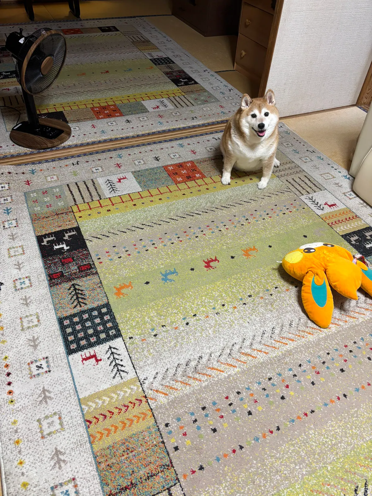 Manten the chubby Shiba Inu. Vertical photo, number 52 of 94, from the @mantikotiko archive.