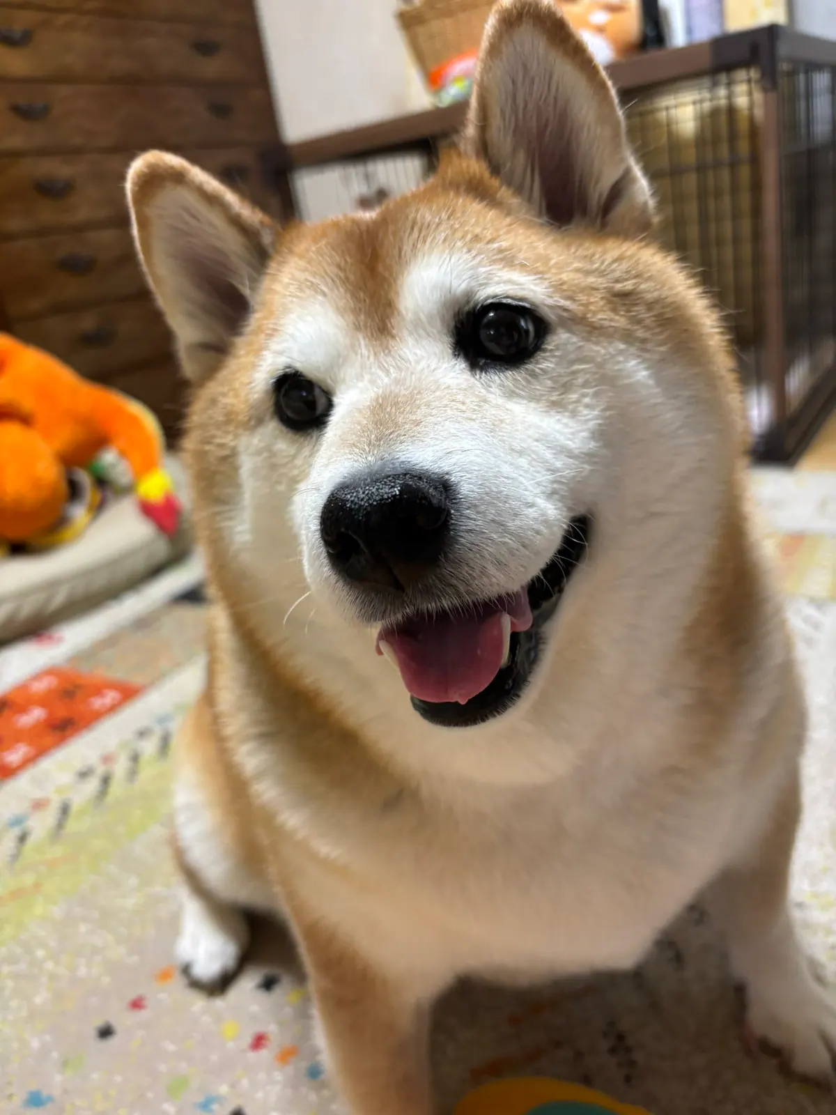 Manten the chubby Shiba Inu. Vertical photo, number 53 of 94, from the @mantikotiko archive.