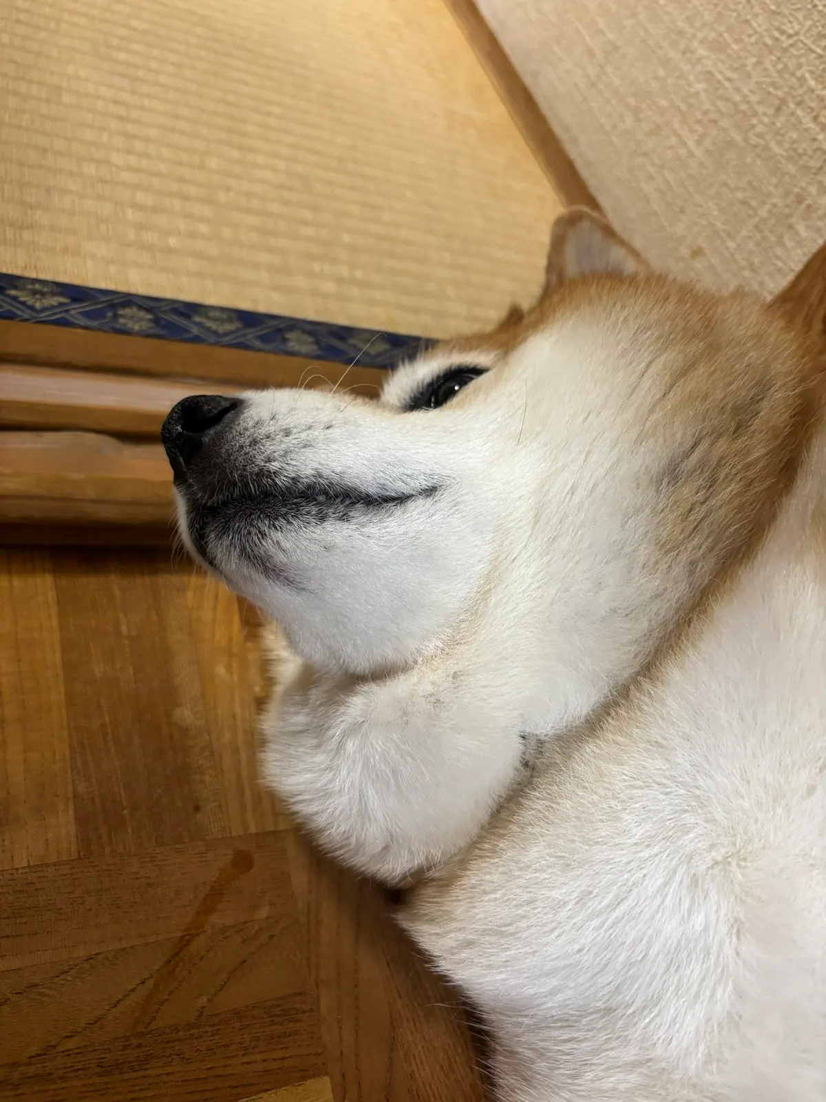 Manten the chubby Shiba Inu. Vertical photo, number 54 of 94, from the @mantikotiko archive.