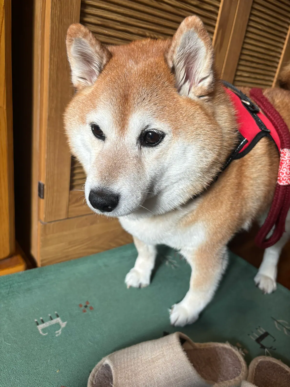 Manten the chubby Shiba Inu. Vertical photo, number 60 of 94, from the @mantikotiko archive.