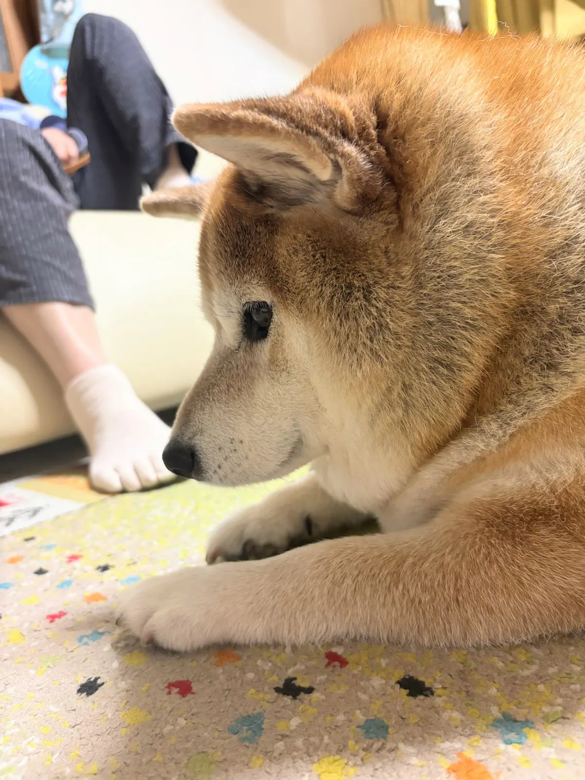 Manten the chubby Shiba Inu. Vertical photo, number 61 of 94, from the @mantikotiko archive.
