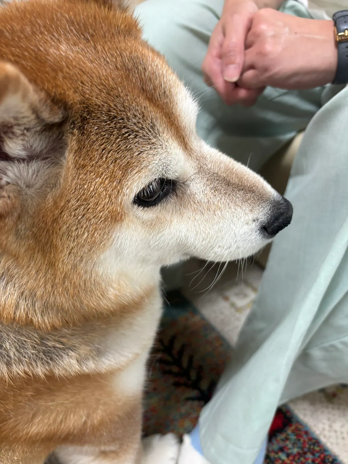 Manten the chubby Shiba Inu. Vertical photo, number 63 of 94, from the @mantikotiko archive.