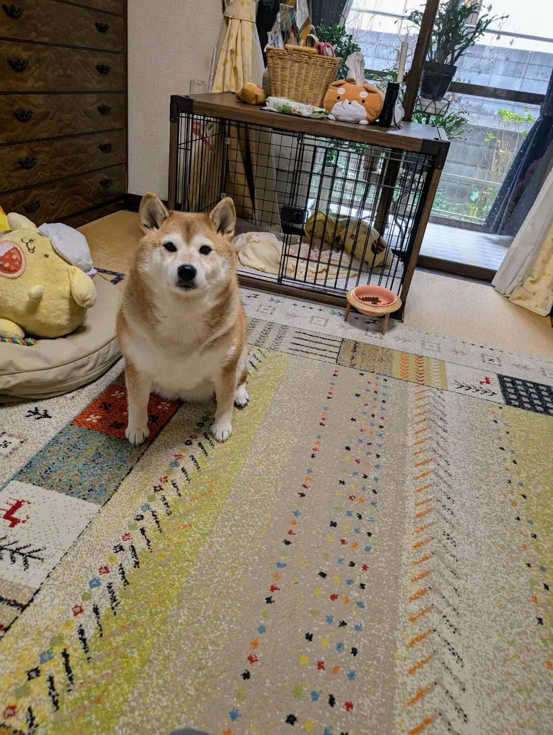 Manten the chubby Shiba Inu. Vertical photo, number 64 of 94, from the @mantikotiko archive.
