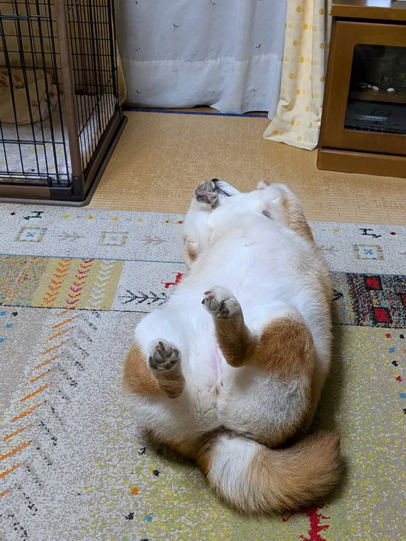 Manten the chubby Shiba Inu. Vertical photo, number 67 of 94, from the @mantikotiko archive.