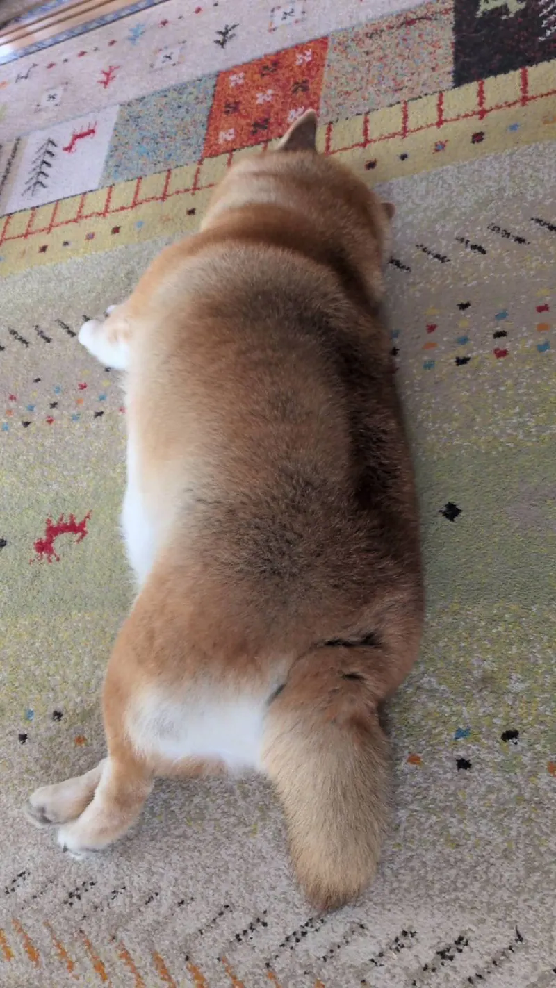 Manten the chubby Shiba Inu. Vertical photo, number 69 of 94, from the @mantikotiko archive.