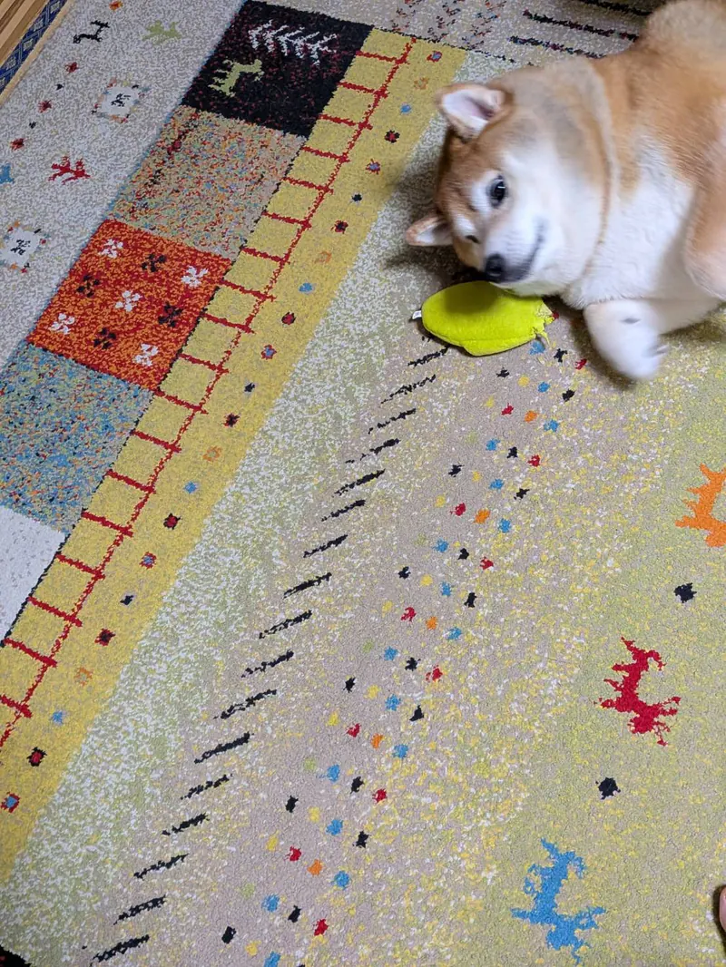 Manten the chubby Shiba Inu. Vertical photo, number 71 of 94, from the @mantikotiko archive.