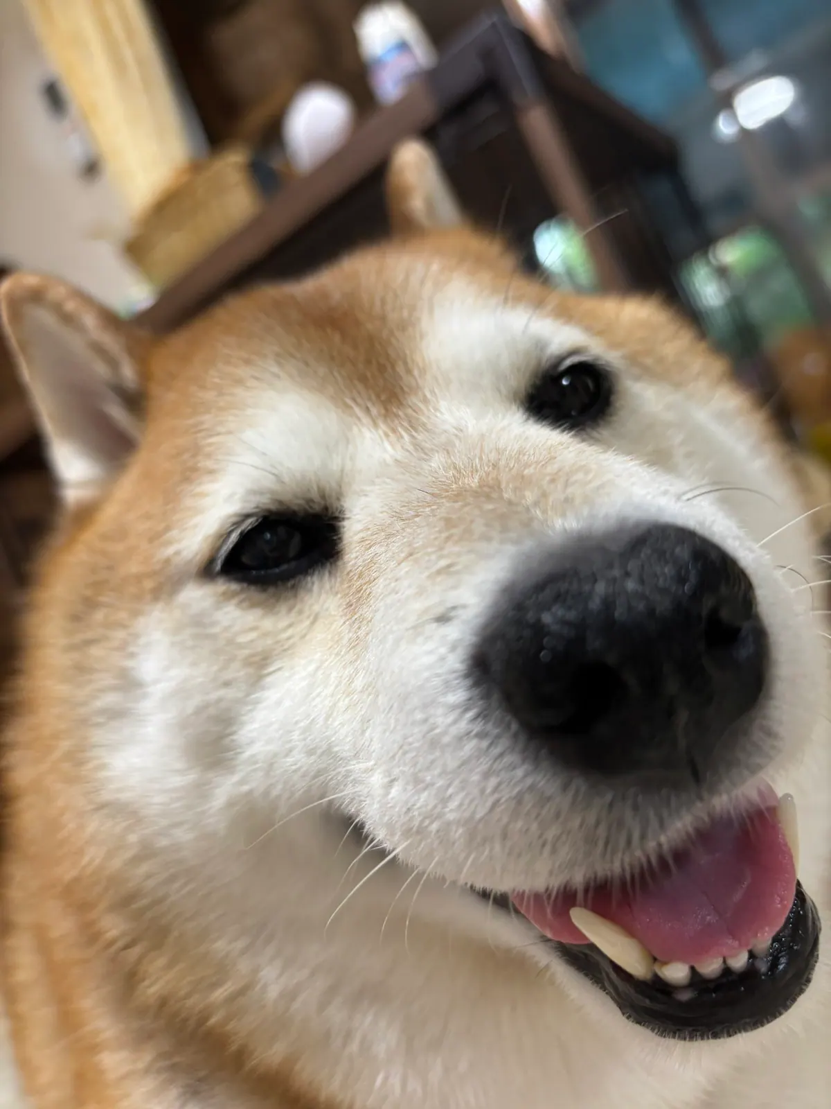 Manten the chubby Shiba Inu. Vertical photo, number 77 of 94, from the @mantikotiko archive.