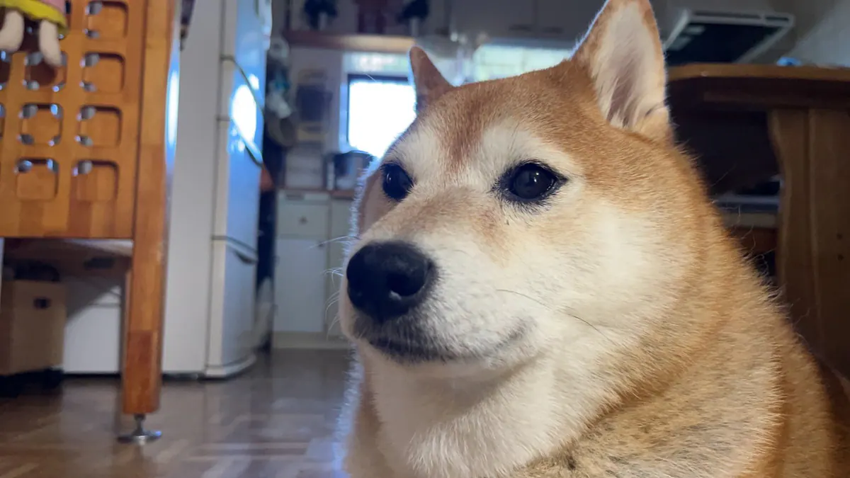 Manten the chubby Shiba Inu. Wide photo, number 79 of 94, from the @mantikotiko archive.