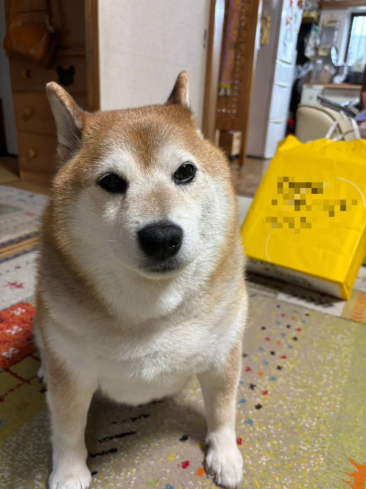 Manten the chubby Shiba Inu. Vertical photo, number 84 of 94, from the @mantikotiko archive.