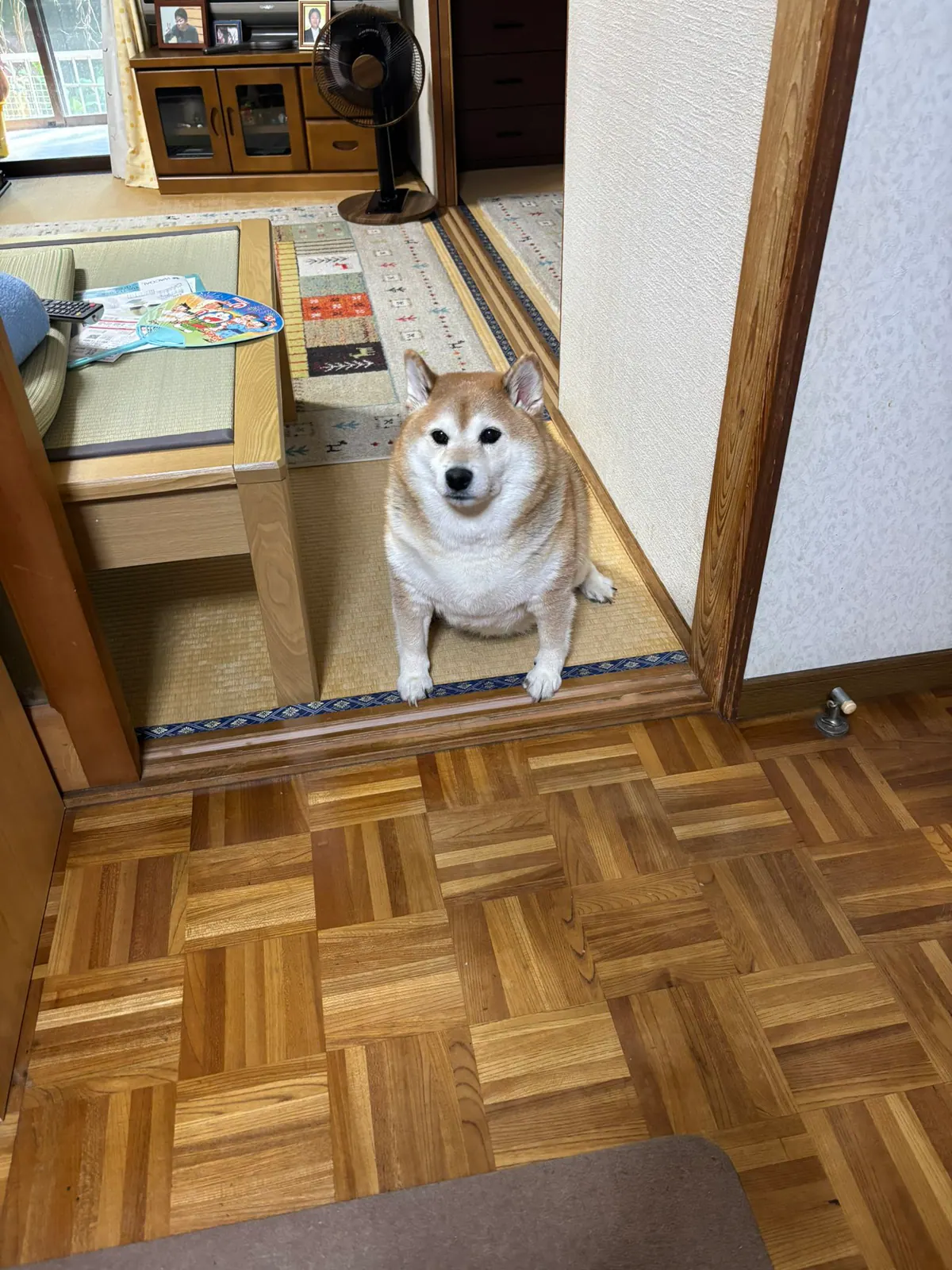Manten the chubby Shiba Inu. Vertical photo, number 86 of 94, from the @mantikotiko archive.