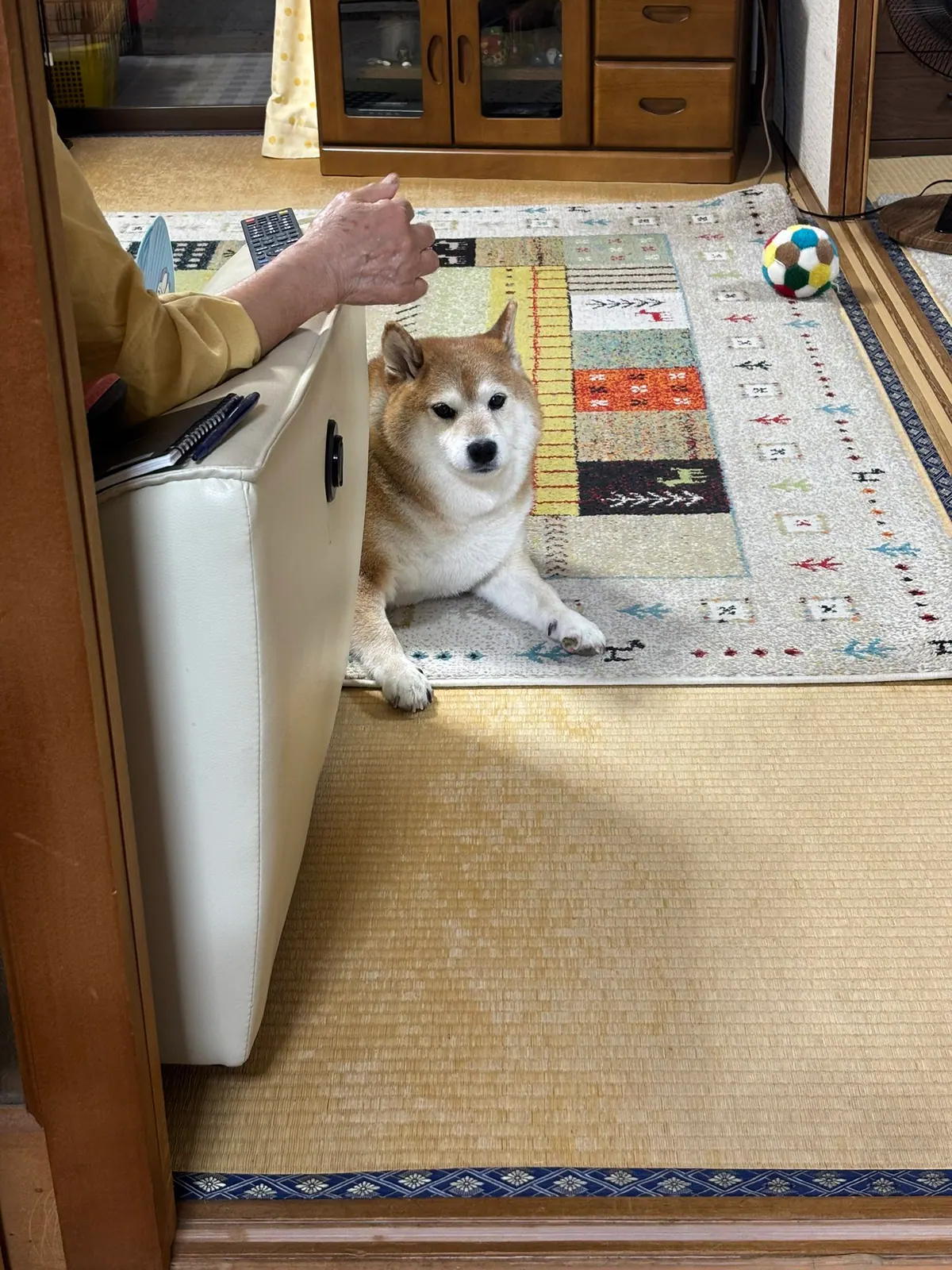 Manten the chubby Shiba Inu. Vertical photo, number 87 of 94, from the @mantikotiko archive.