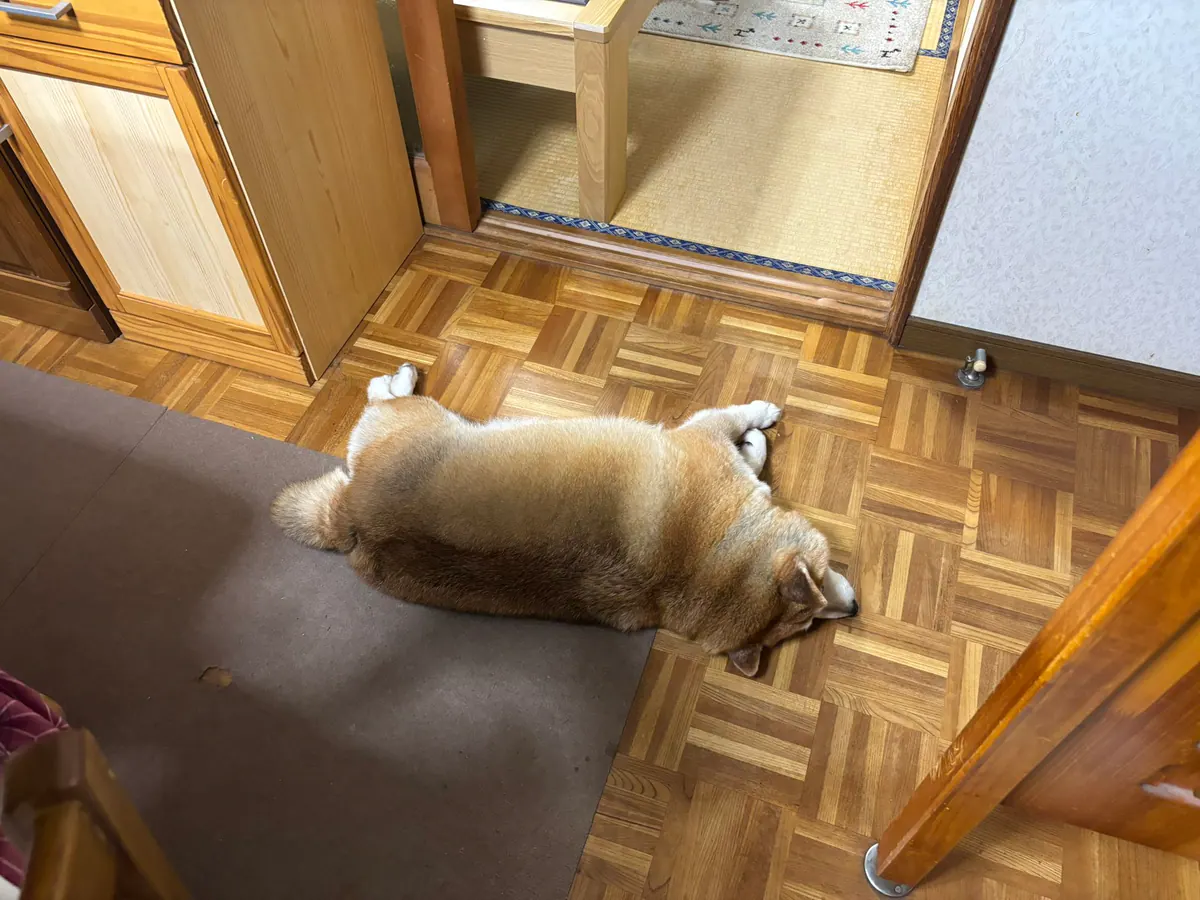 Manten the chubby Shiba Inu. Wide photo, number 88 of 94, from the @mantikotiko archive.