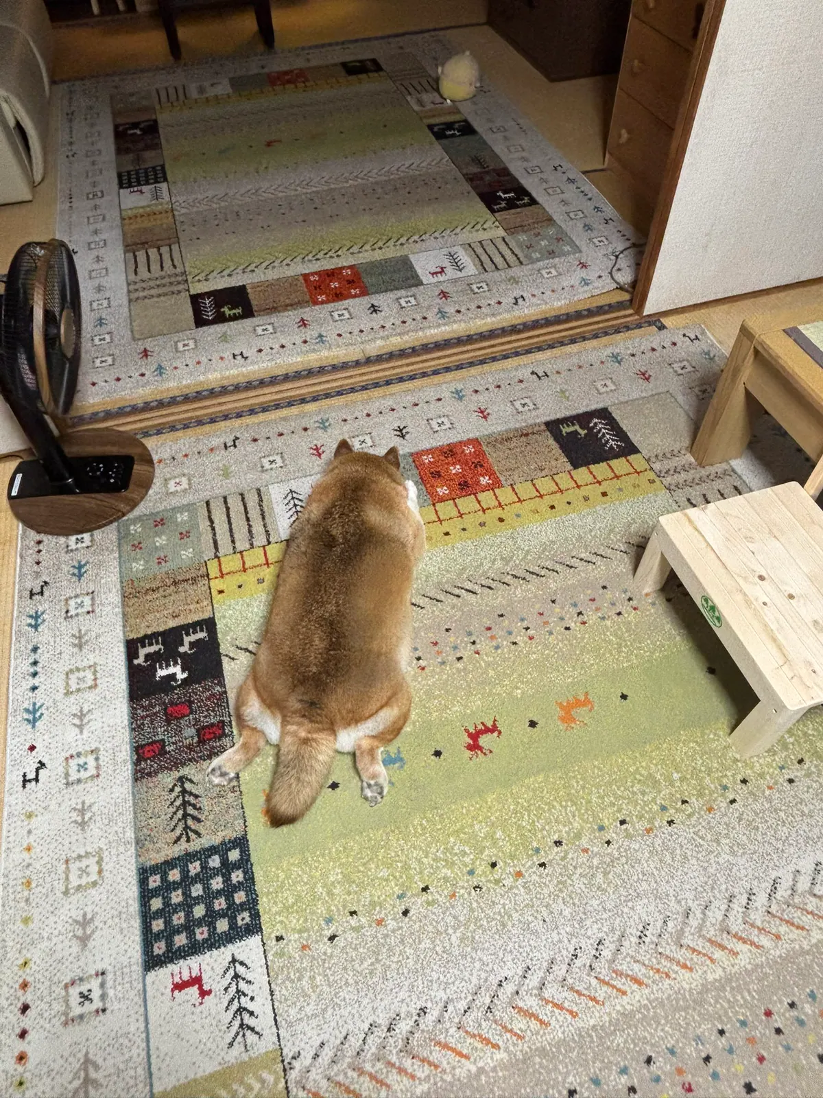 Manten the chubby Shiba Inu. Vertical photo, number 89 of 94, from the @mantikotiko archive.