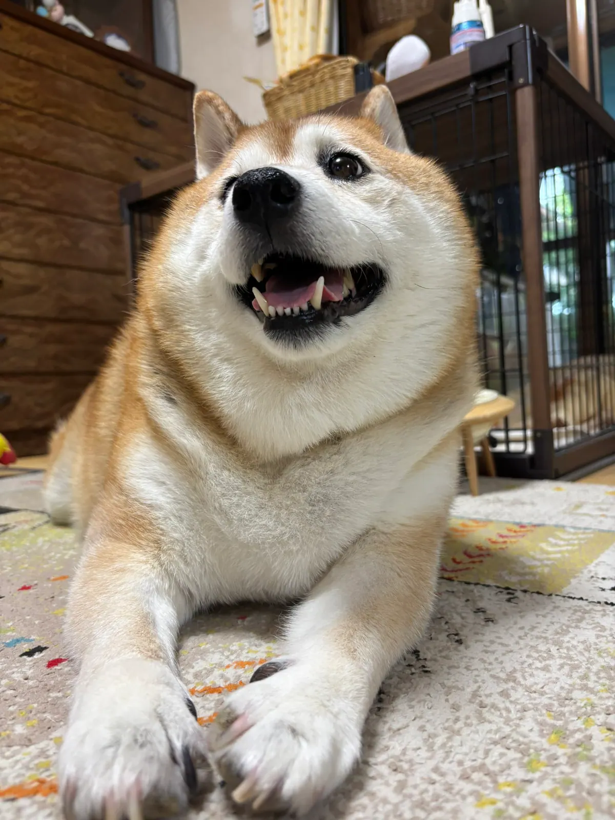 Manten the chubby Shiba Inu. Vertical photo, number 91 of 94, from the @mantikotiko archive.