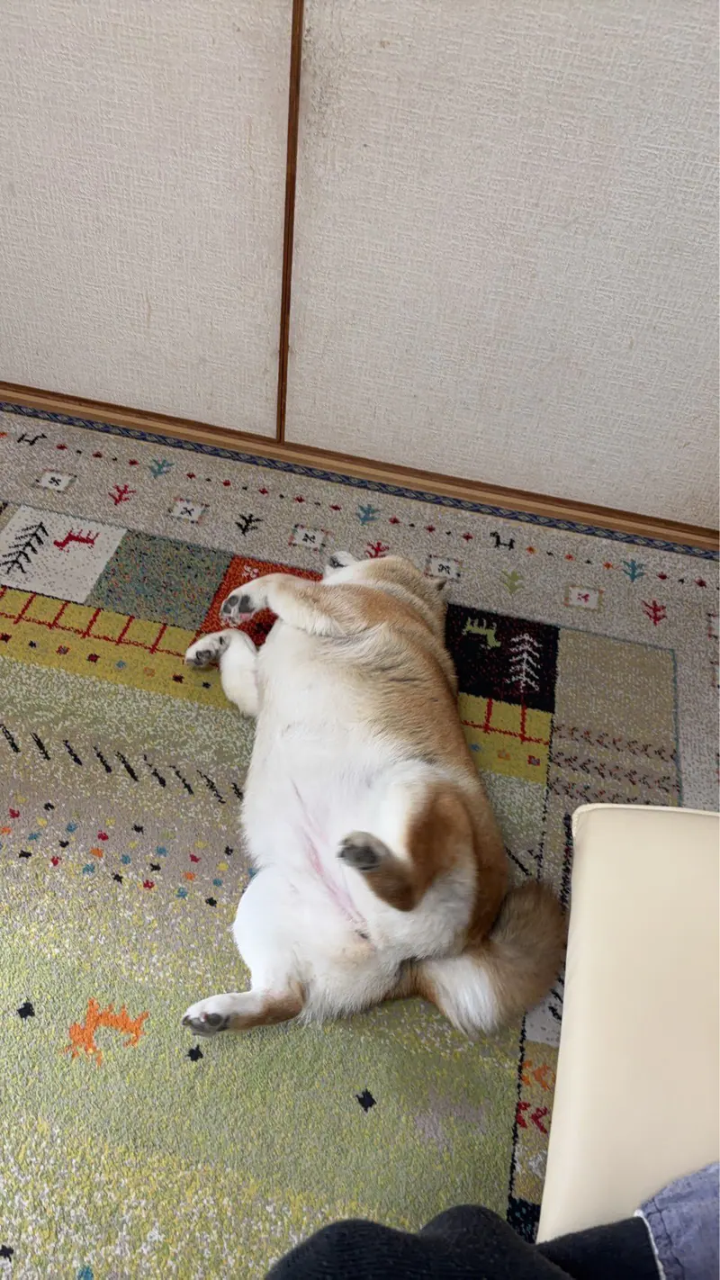 Manten the chubby Shiba Inu. Vertical photo, number 92 of 94, from the @mantikotiko archive.